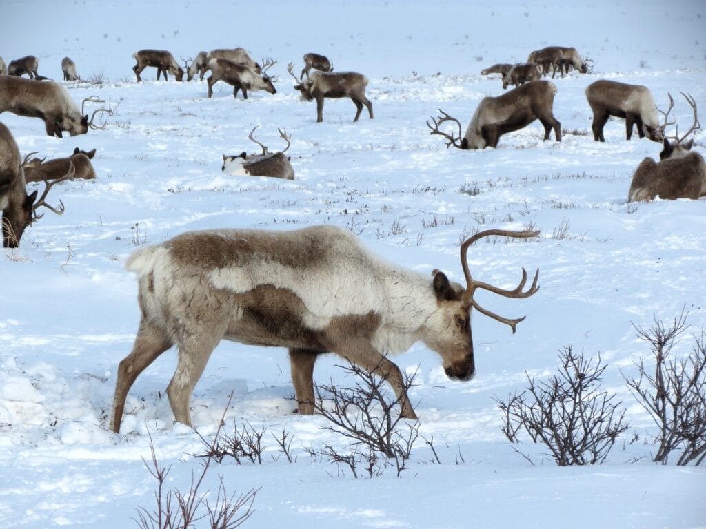 Reindeer in Norway.